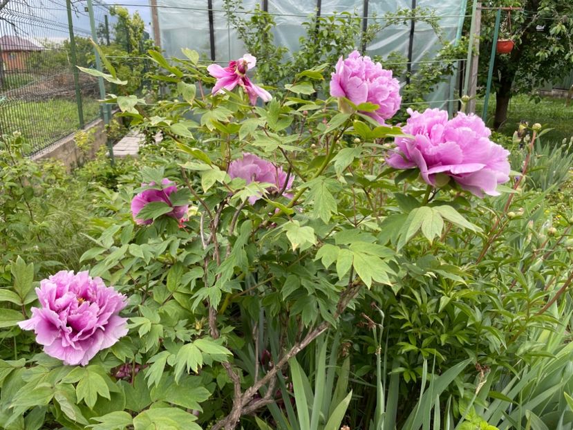  - 0005 - Gradina - 2025