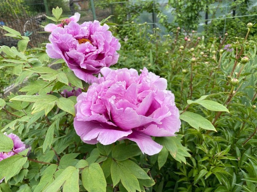  - 0005 - Gradina - 2025