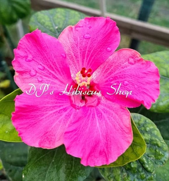  - DPs Song Of Diamonds