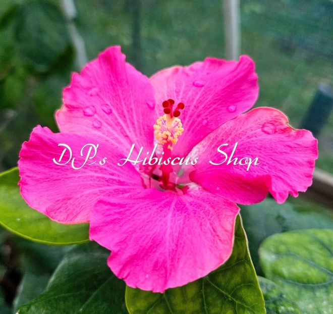  - DPs Song Of Diamonds