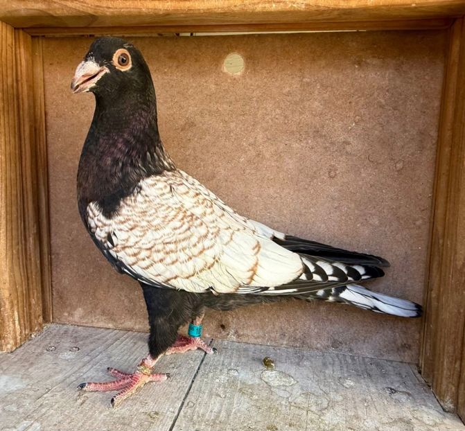  - Nu îmi aparțin 9