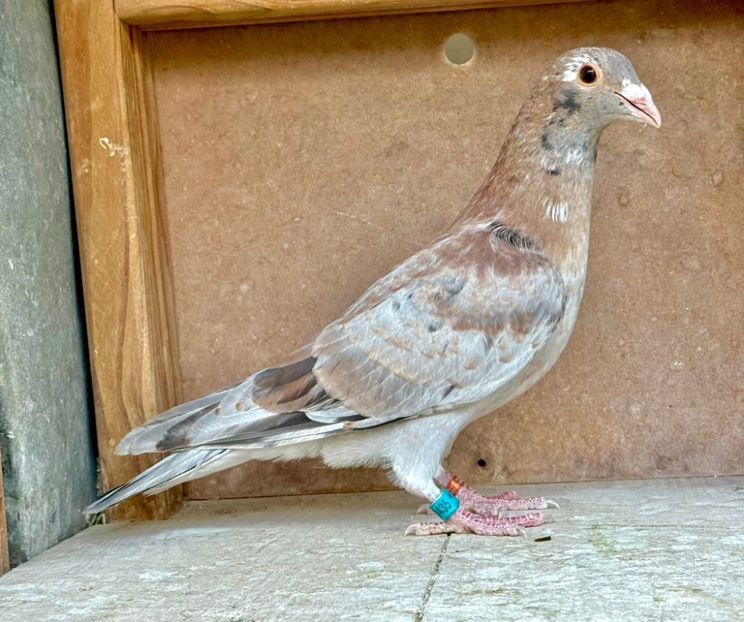  - Nu îmi aparțin 9