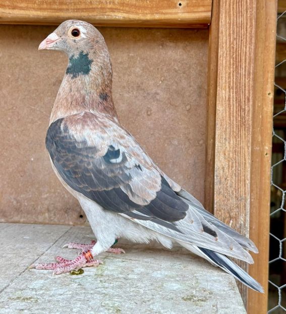  - Nu îmi aparțin 9