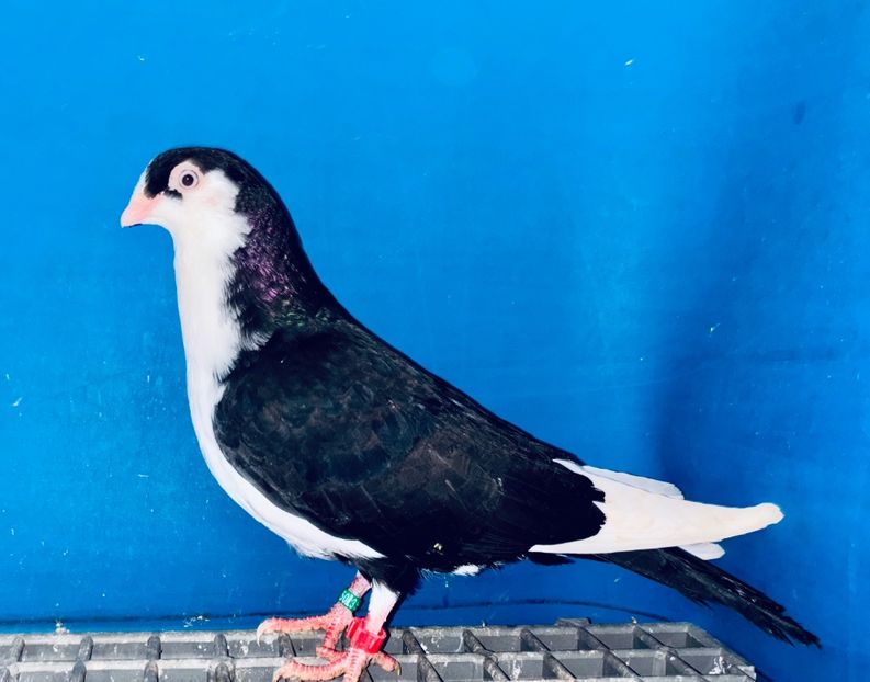 5013  mascul  2025_1 - tineret 2025