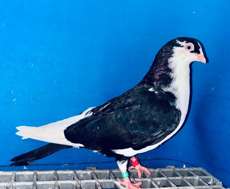 5013  mascul  2025_2 - tineret 2025