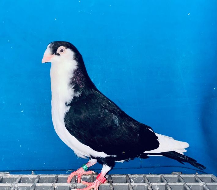 5013  mascul  2025_3 - tineret 2025