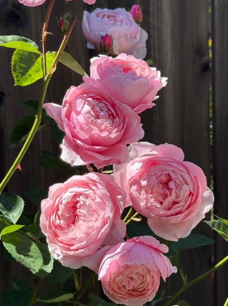 The Alnwick Rose (tufa) 60 lei - Toamna 2025