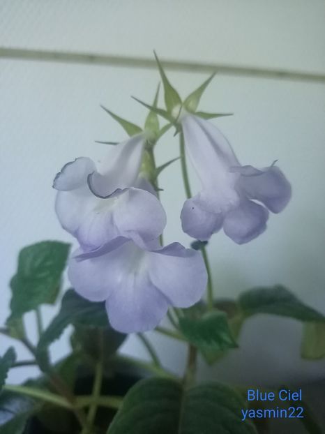 10.05.2025 - Sinningia 2o25