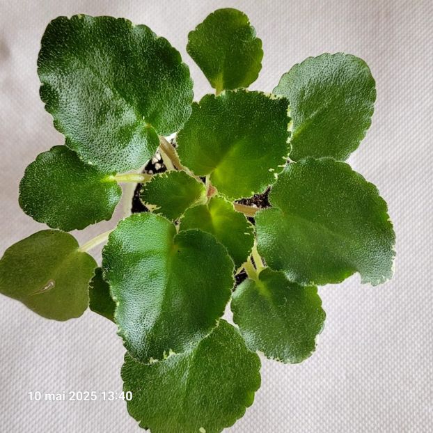 LE Karusel 20 starter rez - rez voineamadalina