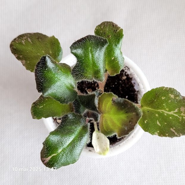 N-Pasodoblj 15 - rez voineamadalina