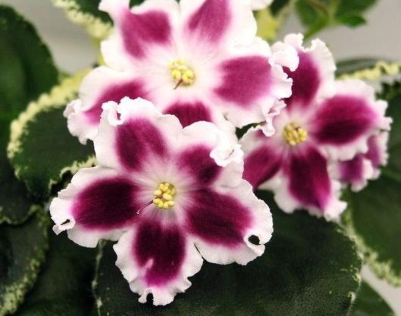 LE Karusel - rez voineamadalina