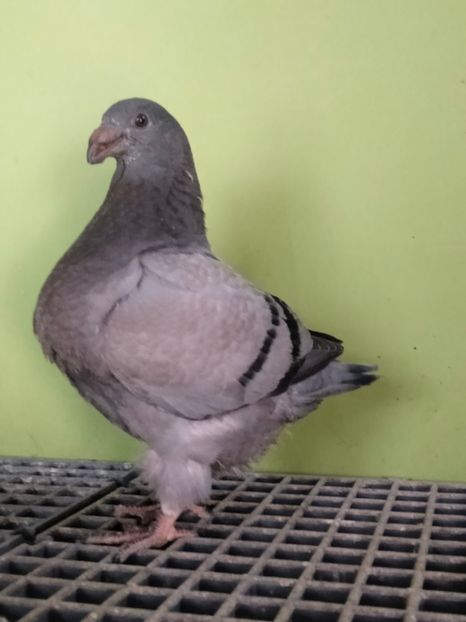 IMG20250508133200 - TINERET AGH 2025