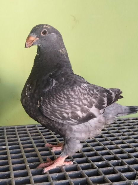 IMG20250427175725 - TINERET AGH 2025