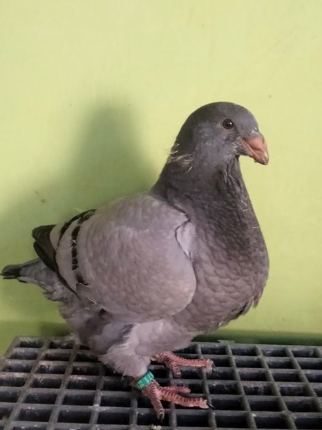 IMG20250427175701 - TINERET AGH 2025