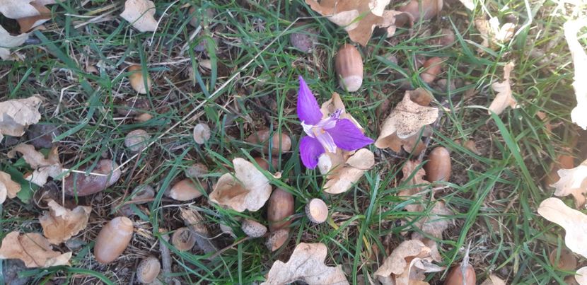  - 2024_2025 școală Ungra și Daisoara