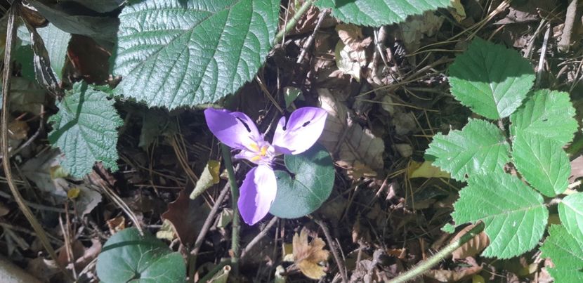  - 2024_2025 școală Ungra și Daisoara