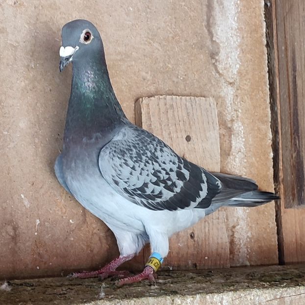 Femela 24-523 - Porumbei vanduti