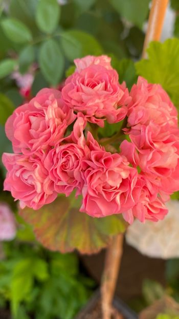  - Australian Pink Rosebud