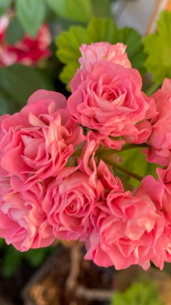  - Australian Pink Rosebud