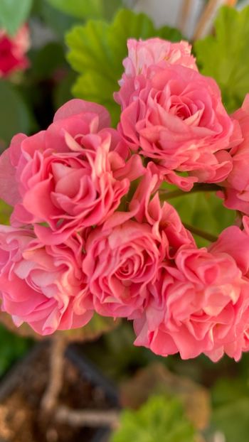  - Australian Pink Rosebud