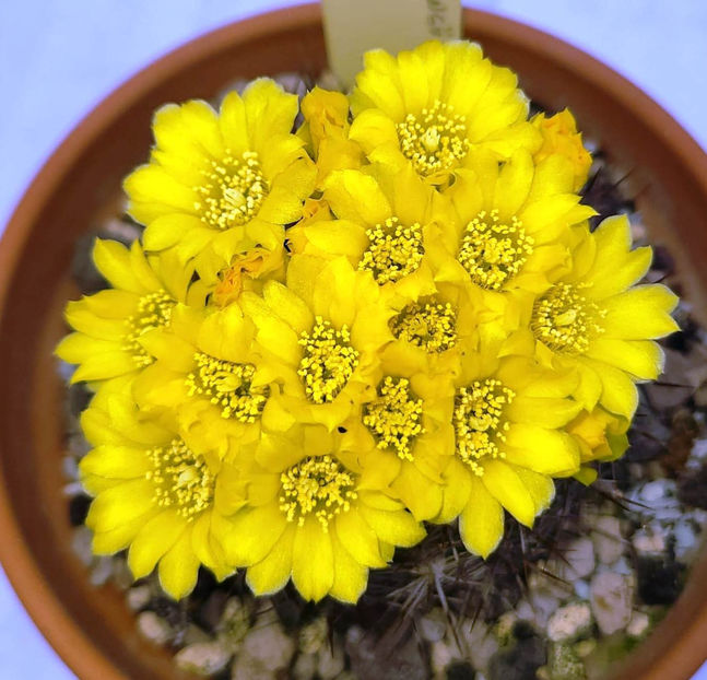 Weingartia neocumingii - Weingartia neocumingii