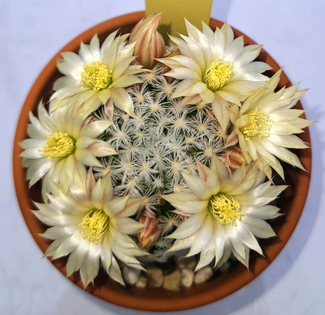 Mammillaria duwei - Mammillaria duwei P 301