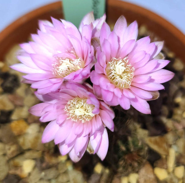 Gymnocalycium bruchii v schimmadae - Gymnocalycium bruchii v schimmadae GN 531