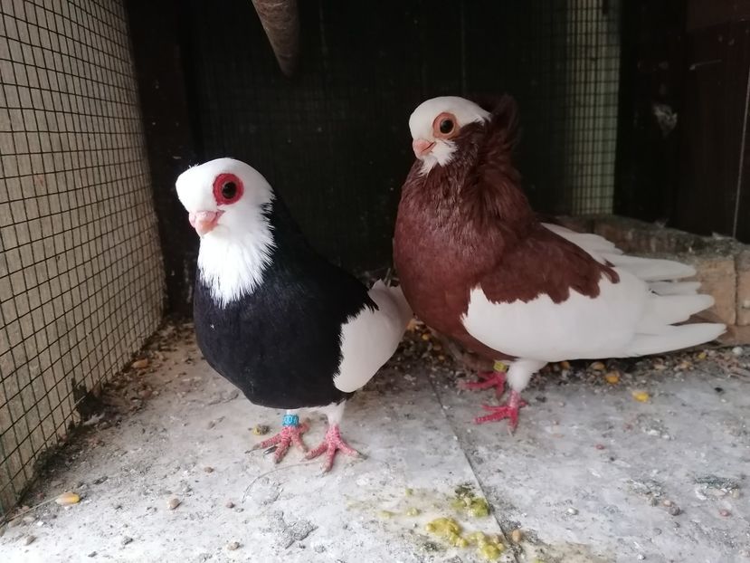 M2024 - F 2023 - Jucători de Komarom în 2023