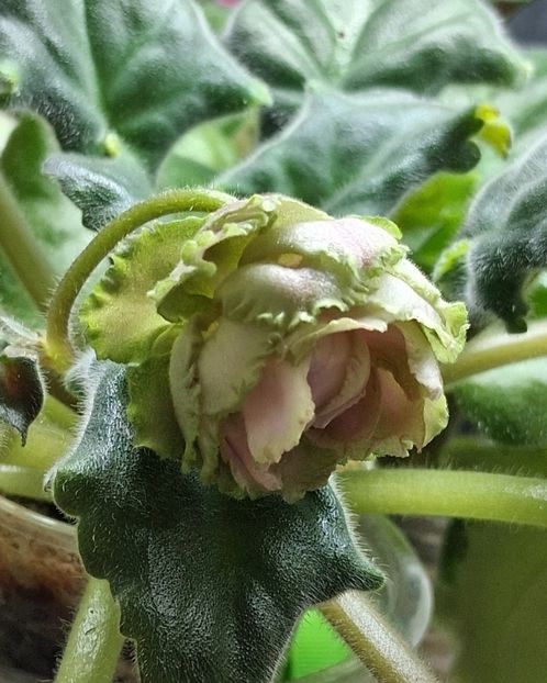  - EK Raspletalo Leto Kosy 2