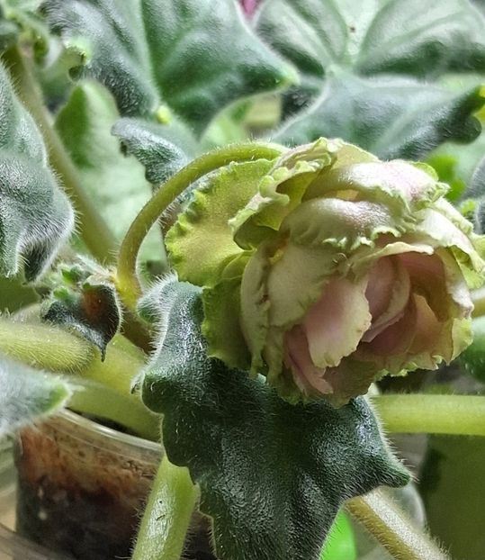  - EK Raspletalo Leto Kosy 2