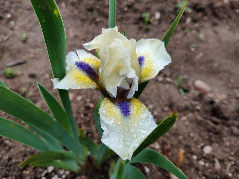 A little good news - Irisi pitici - prima inflorire