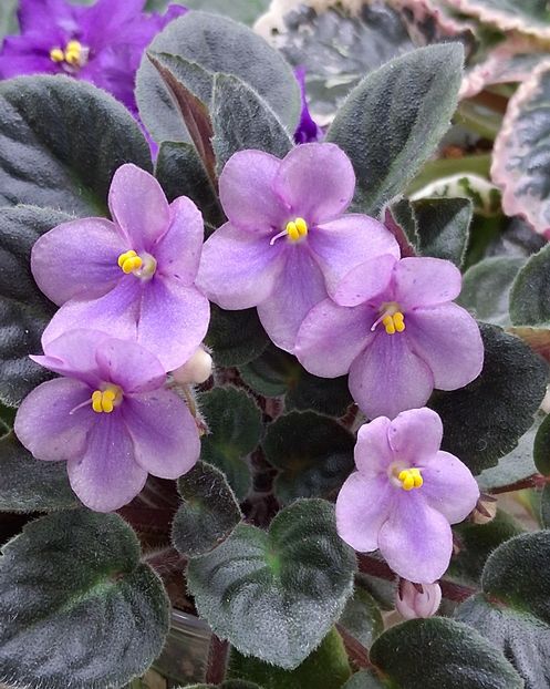  - Rob s Hand Puppet -chimera