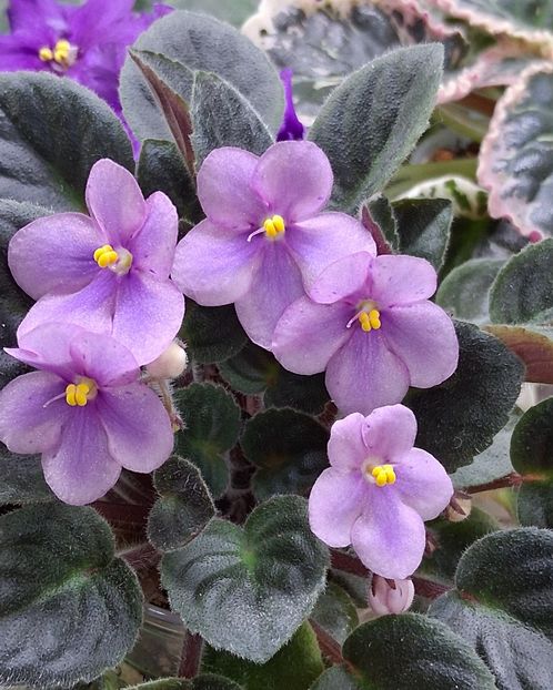  - Rob s Hand Puppet -chimera