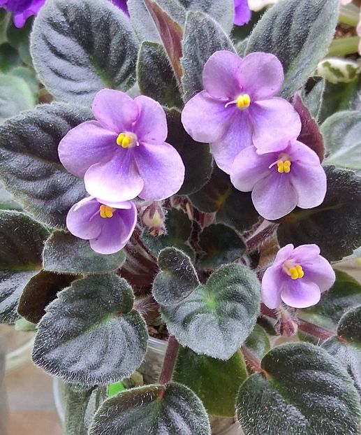  - Rob s Hand Puppet -chimera