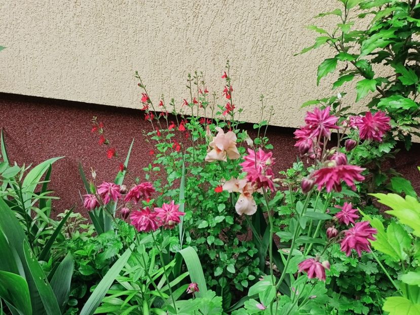  - Grădina 2025 continuare 2