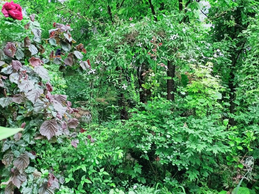  - Grădina 2025 continuare 2