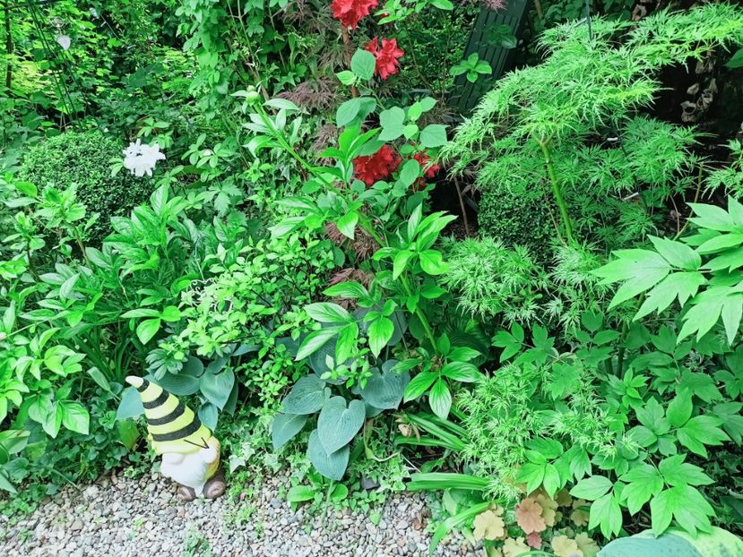 Hosta Blue Cadet - Grădina 2025 continuare 2