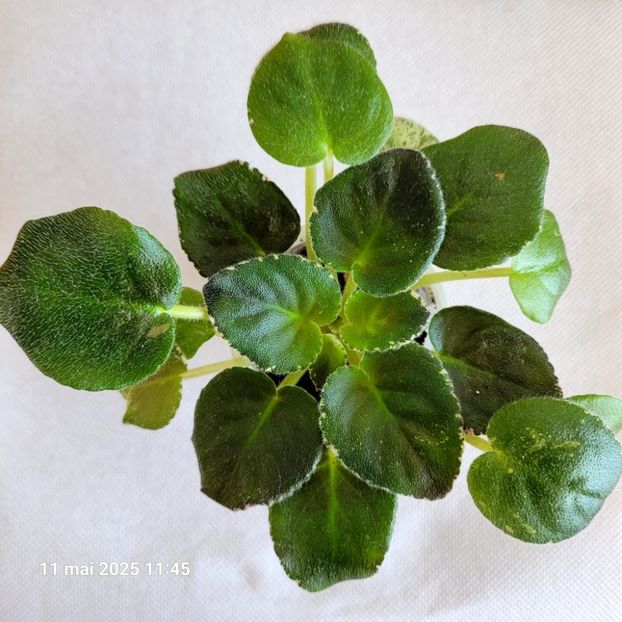 LE-Margarita 20 starter rez - rez voineamadalina