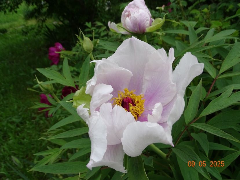 Feng Dan Bai - Bujori 2025- 1