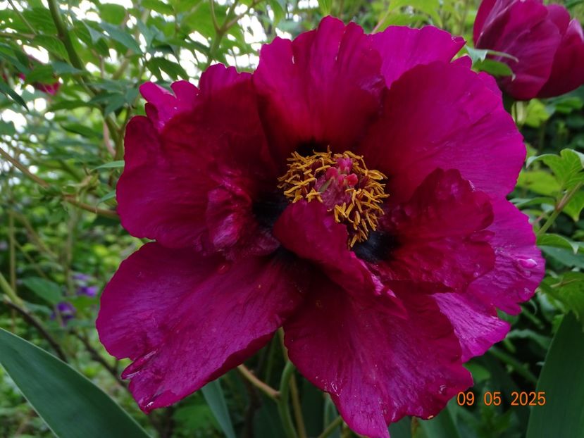 Negricans - Bujori 2025- 1