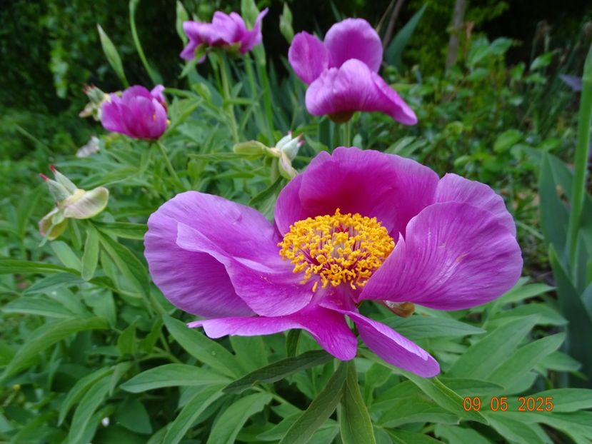 paeonia maximoweitschii - Bujori 2025- 1