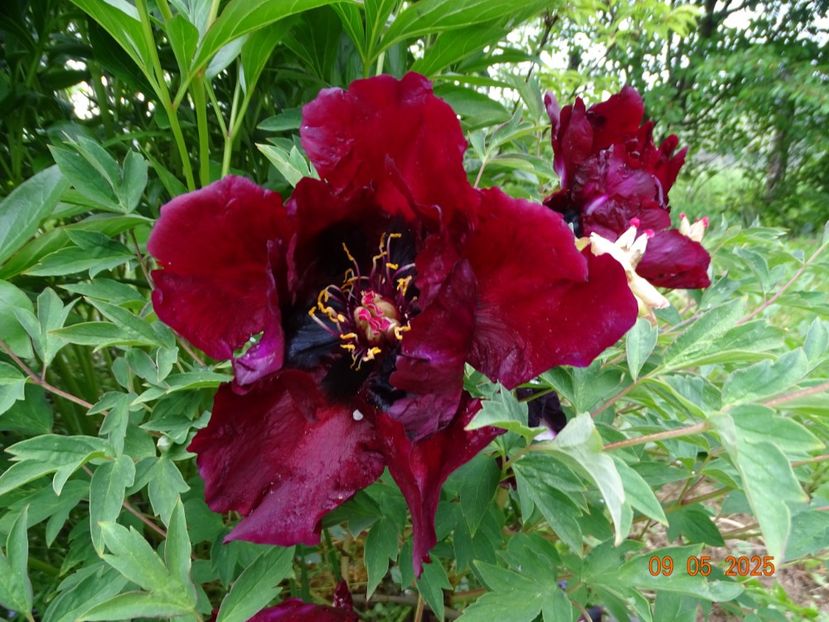 Ye Guang Bei - Bujori 2025- 1