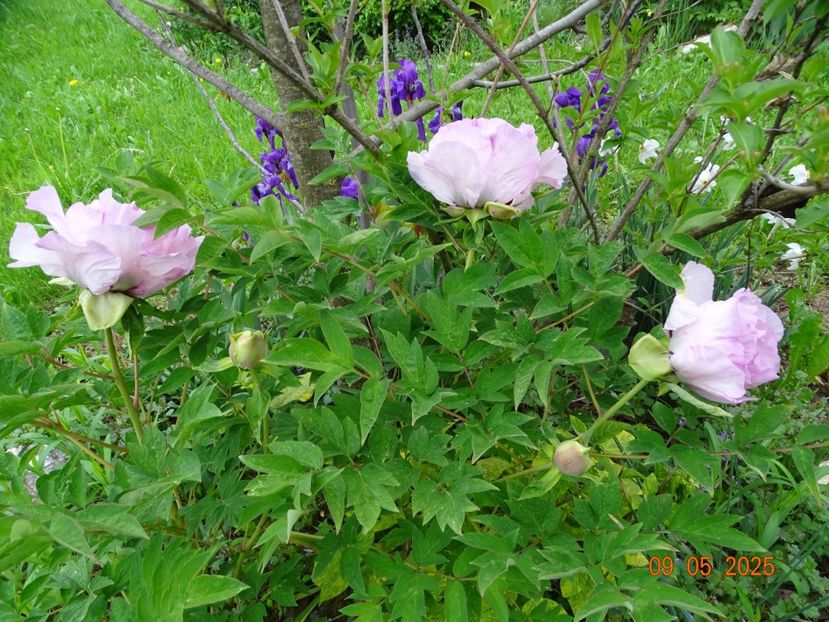 Fen He - Bujori 2025- 1