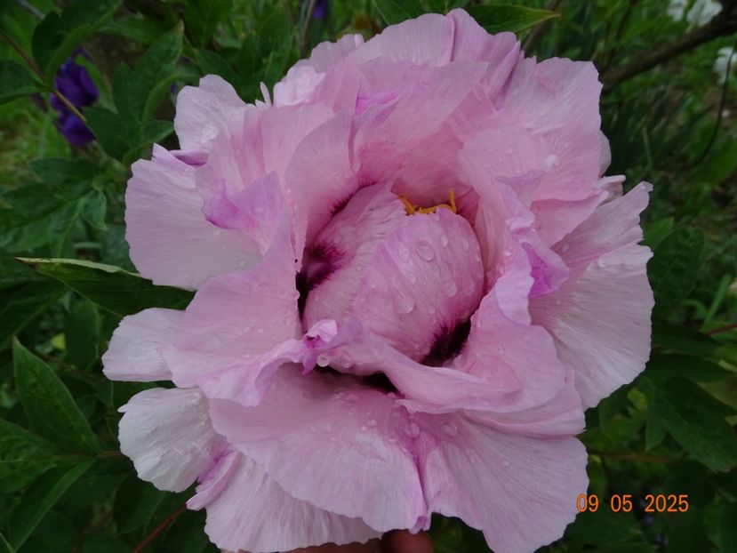 Fen He - Bujori 2025- 1