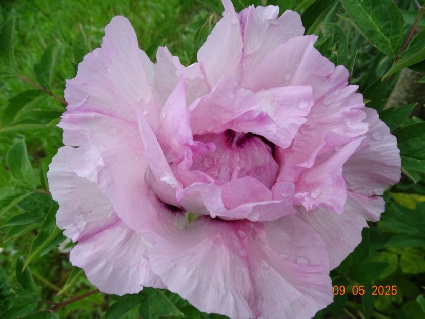 Fen He - Bujori 2025- 1