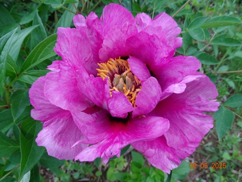 Hui He - Bujori 2025- 1