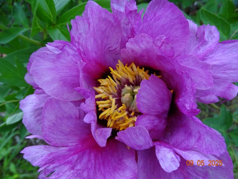 Hui He - Bujori 2025- 1