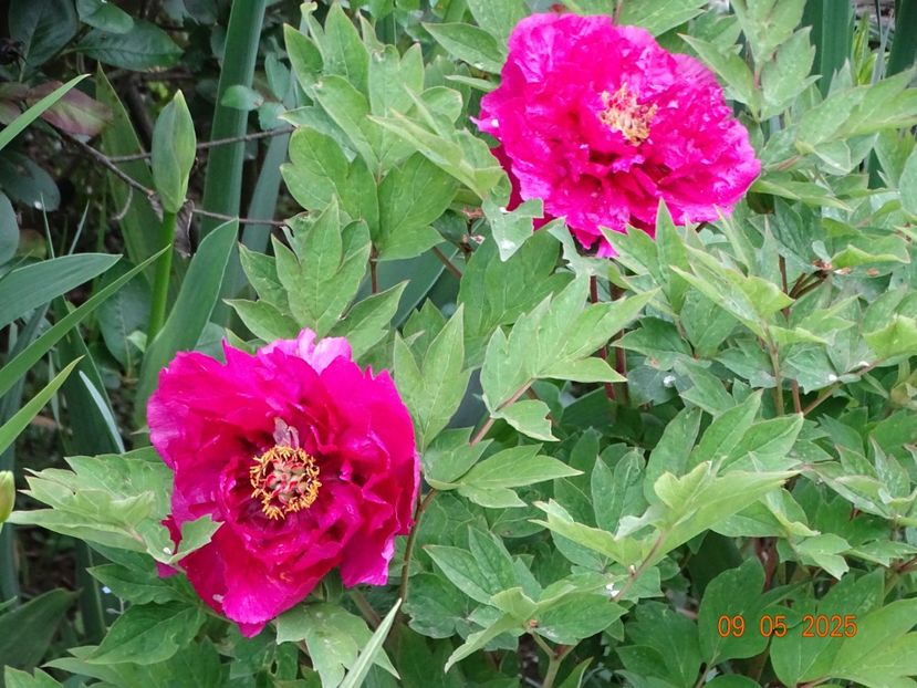 Er Qiao - Bujori 2025- 1