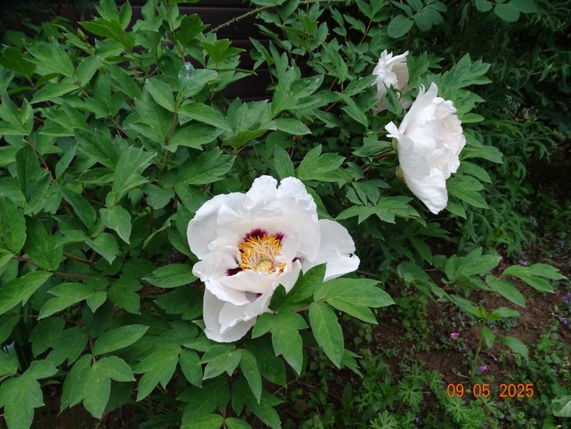 Xue Lian - Bujori 2025- 1