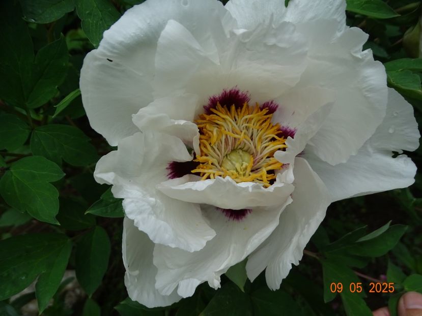 Xue Lian - Bujori 2025- 1